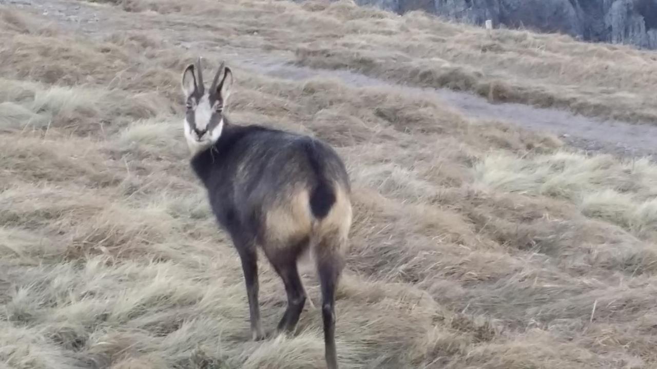 La Salamandre Gérardmer Buitenkant foto